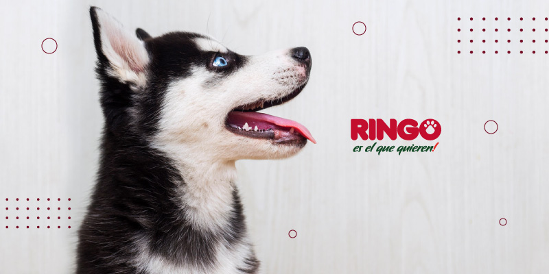 Juguetes caseros para perros husky clearance